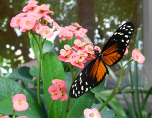 butterflypinkflow