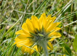 sunflowerback