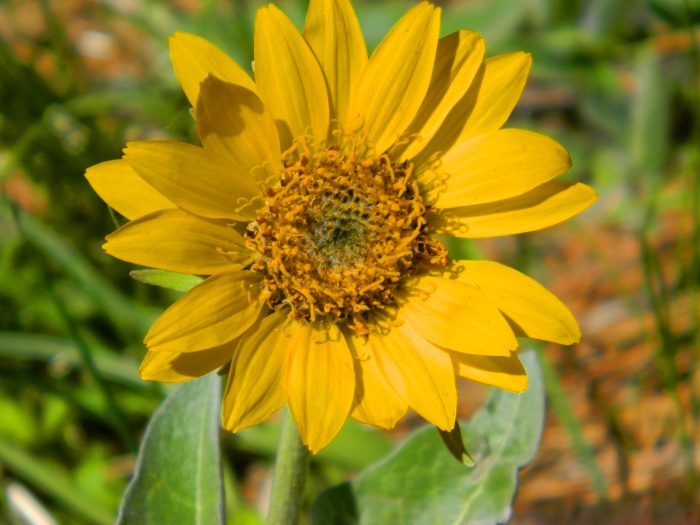 sunflowersolo2